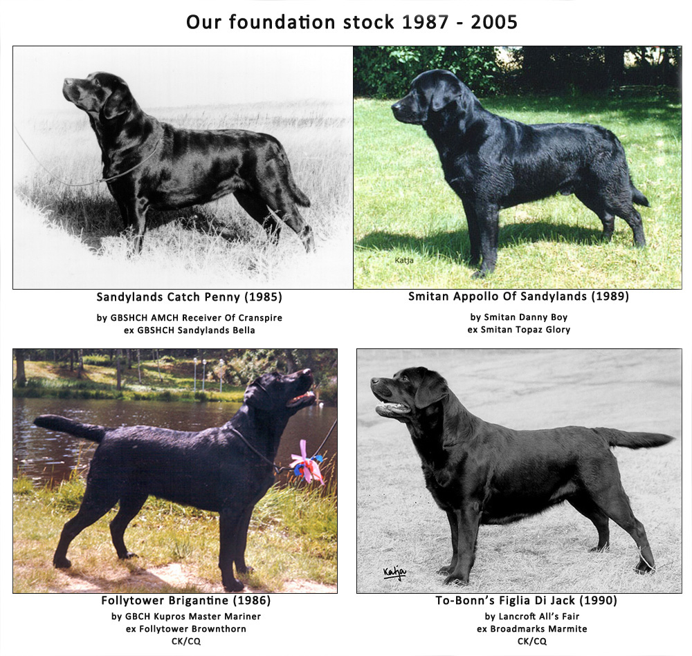 Labrador History | Kennel Caccia